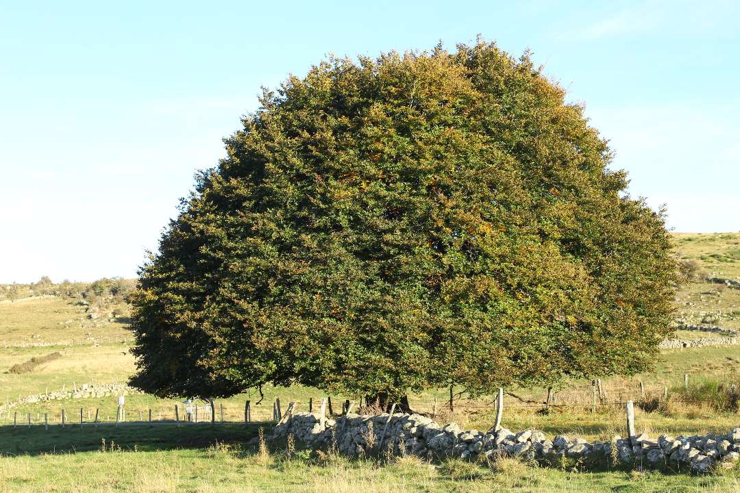 Trees Trees
